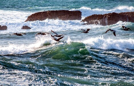 Aquatic Bird coastline flying