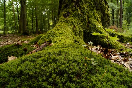 Undergrowth nature summer