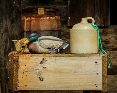 Jug barrel decoy