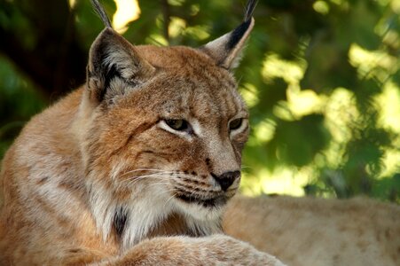 Cat wildcat lynx lynx photo