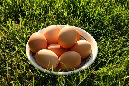 Fresh nutrition chicken