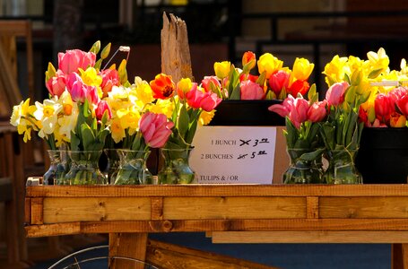Tulips daffodils outdoor market photo