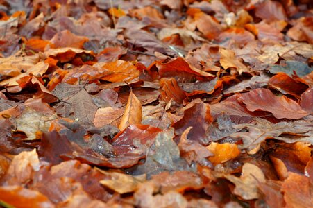 Leaves autumn forest floor photo
