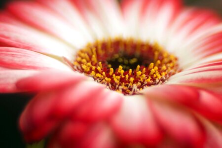 Beautiful beautiful flowers bloom