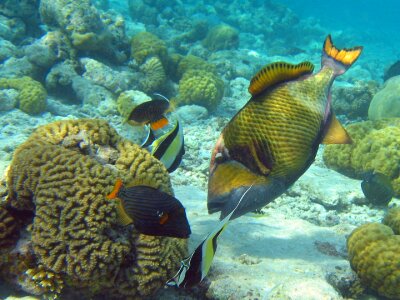 Moorish idol orange-lined triggerfish swimming