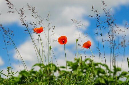 Floral bloom wildflower