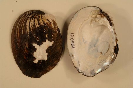 Amblema plicata-1
