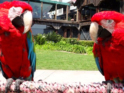 Park tropical pet