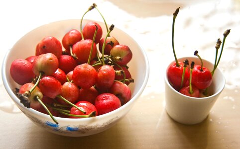 Agriculture berry cherries photo