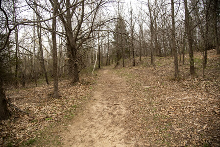 Hiking path in the forest at Magnolia Bluff