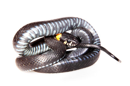 Black Snake photo