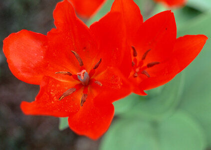 meadow red flower on garden photo