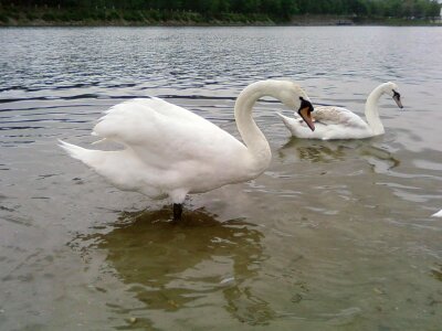 Mute Swan  