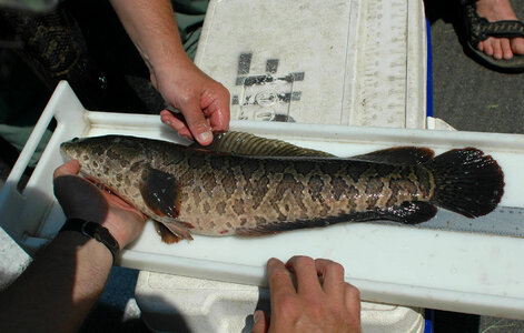 Northern Snakehead Fish