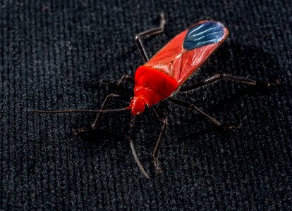 Red beetle insect macro