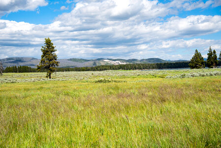 Tall Grass and tree plus mountains