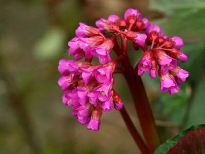 Bloom shrub plant photo