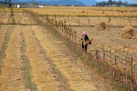 rice paddy fields in North Korea photo