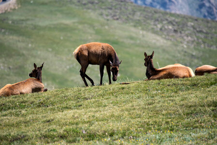 Elk on Rock Cut