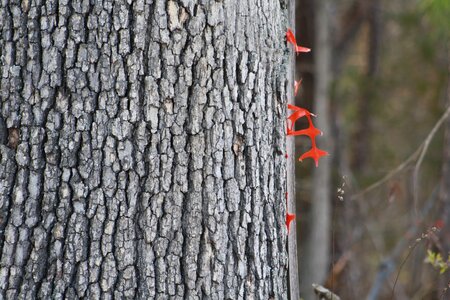 Trunk bark forest