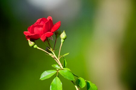 Flowers rose red