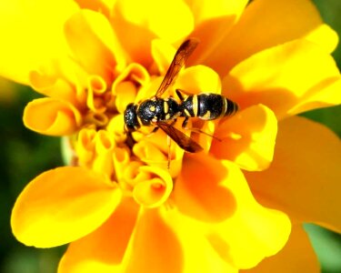 Animal arthropod beautiful flowers