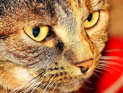 Animal animals beautiful photo