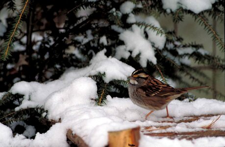 Bird snow sparrow photo