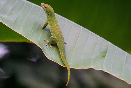 Scale madagascar day gecko green photo