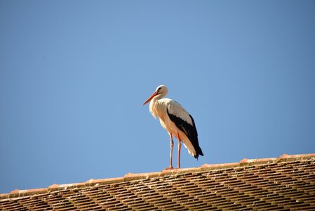 Animal white stork roof