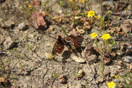 Quino Checkerspot butterflies