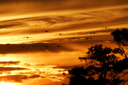 Bright sunset with tree silhouettes