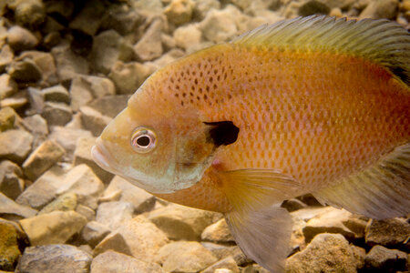 Bluegill on nest-1