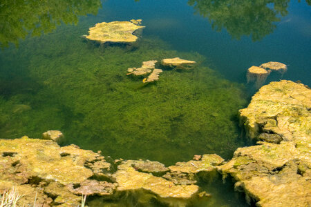 Green algae on top of water