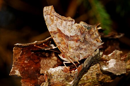 Nature macro arthropod