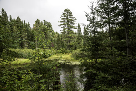 Pond and forest at Algonquin Provincial Park, Ontario photo