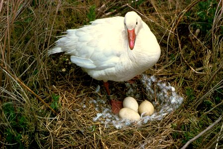 Bird goose nest