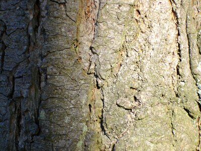 Woods woody brown