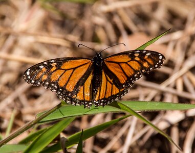 Orange black pattern photo