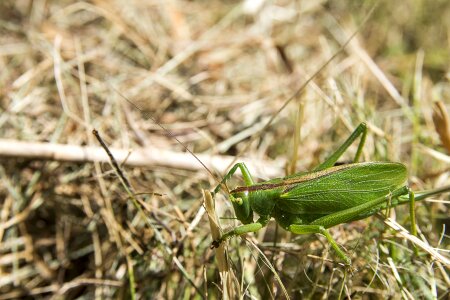 Prato nature grass photo