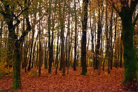 Autumn autumn season beautiful photo