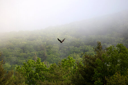 Birds fog forest