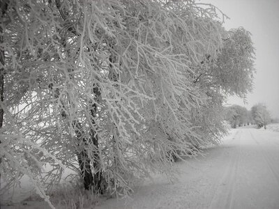 road and hoar-frost on trees in winter photo