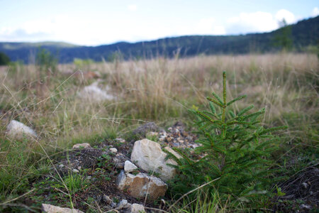 Red spruce restoration seedling