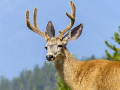 Animal antlers mammal photo