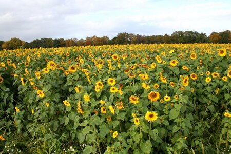 Sunflower field yellow plant