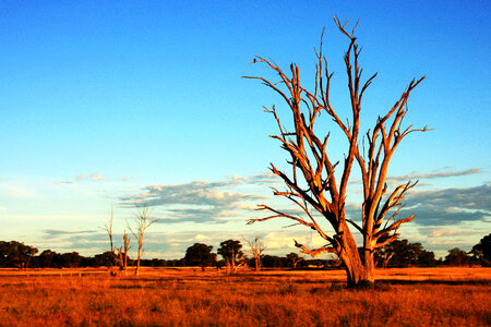 Tree in Australia Outback photo