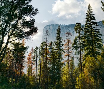 Tall thin trees with a tall cliff lurking in the background photo