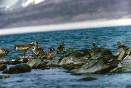Canada geese white