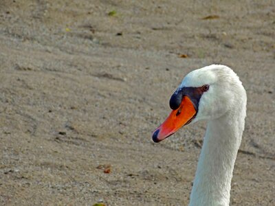 Bill beach bird
